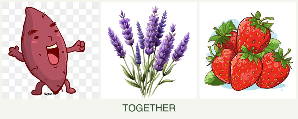Can you plant sweet potatoes, lavender and strawberries together?