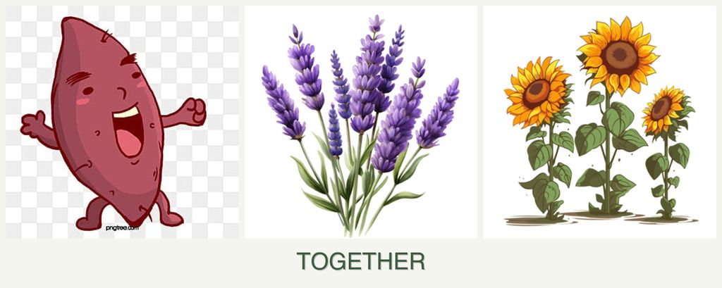 Can you plant sweet potatoes, lavender and sunflowers together?