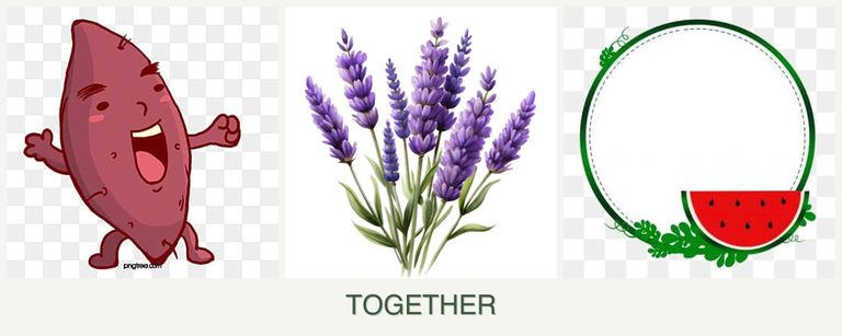 Can you plant sweet potatoes, lavender and watermelons together?