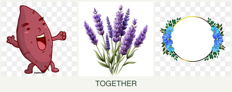 Can you plant sweet potatoes, lavender and zinnias together?