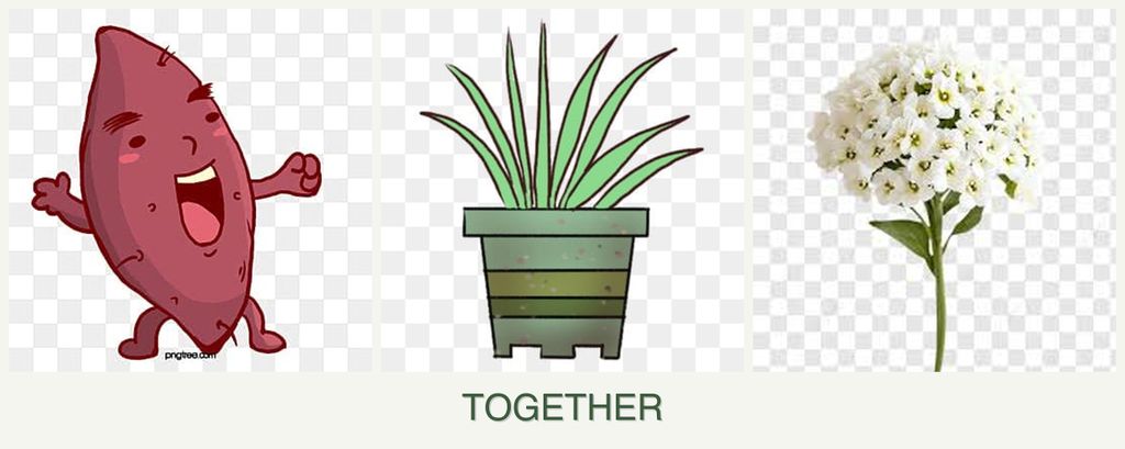 Can you plant sweet potatoes, lemongrass and alyssum together?