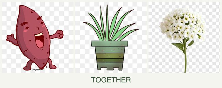 Can you plant sweet potatoes, lemongrass and alyssum together?