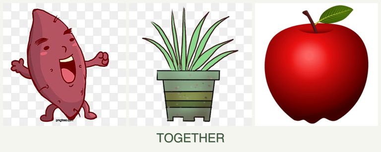 Can you plant sweet potatoes, lemongrass and apples together?