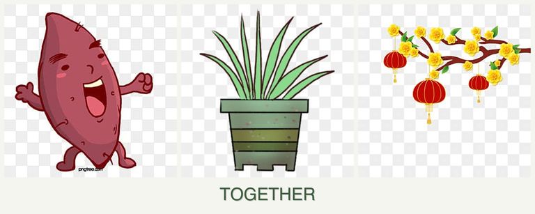 Can you plant sweet potatoes, lemongrass and apricots together?