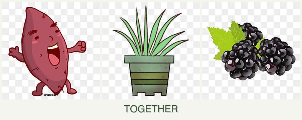 Can you plant sweet potatoes, lemongrass and blackberries together?