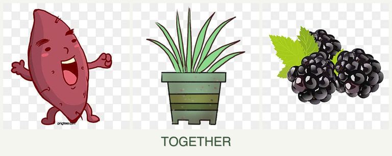 Can you plant sweet potatoes, lemongrass and blackberries together?