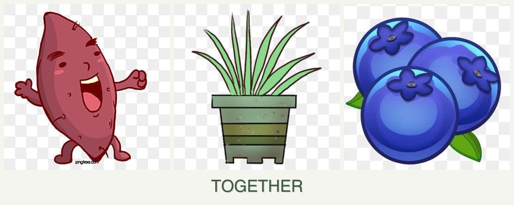 Can you plant sweet potatoes, lemongrass and blueberries together?