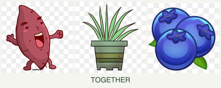 Can you plant sweet potatoes, lemongrass and blueberries together?