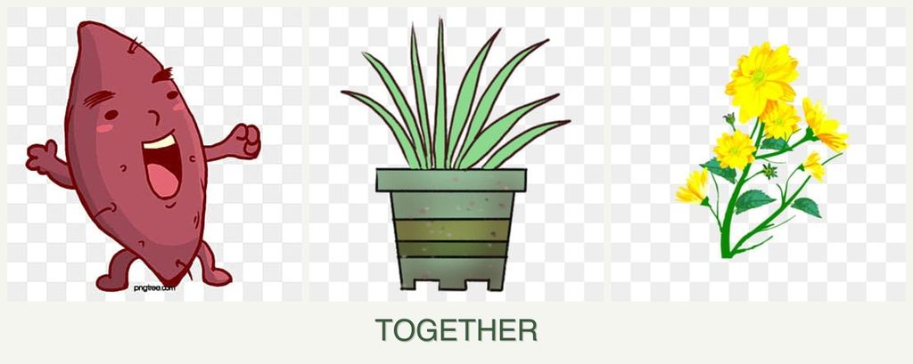 Can you plant sweet potatoes, lemongrass and calendula together?