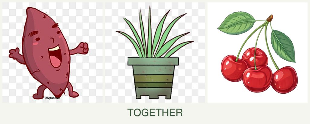Can you plant sweet potatoes, lemongrass and cherries together?