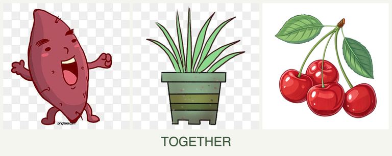 Can you plant sweet potatoes, lemongrass and cherries together?