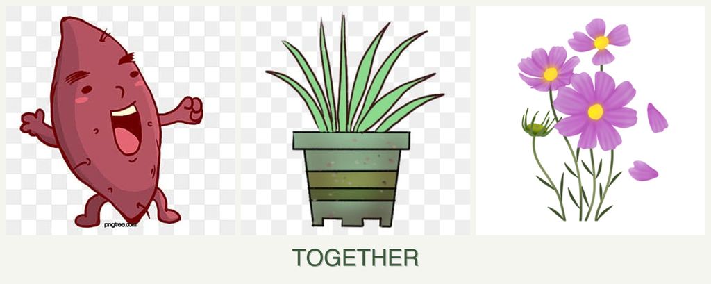 Can you plant sweet potatoes, lemongrass and cosmos together?