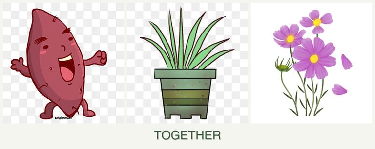 Can you plant sweet potatoes, lemongrass and cosmos together?