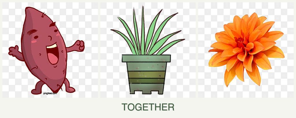 Can you plant sweet potatoes, lemongrass and dahlias together?