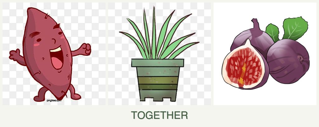 Can you plant sweet potatoes, lemongrass and figs together?