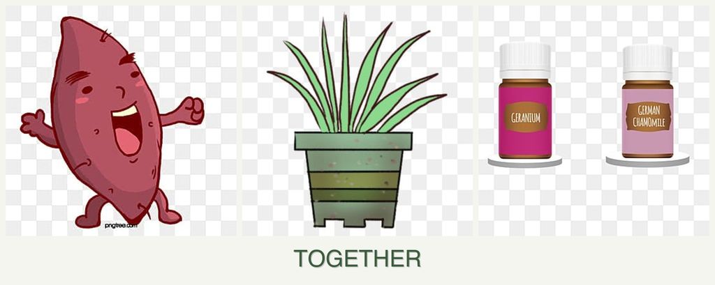 Can you plant sweet potatoes, lemongrass and geraniums together?