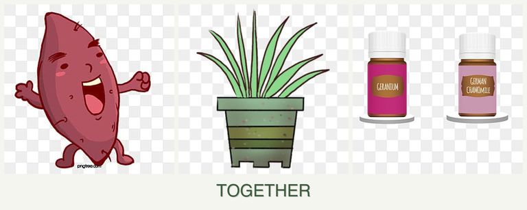 Can you plant sweet potatoes, lemongrass and geraniums together?
