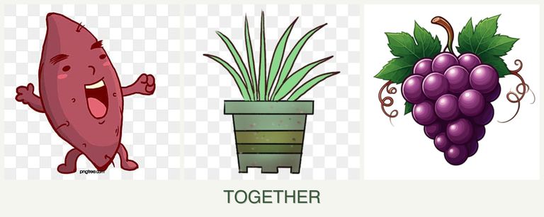 Can you plant sweet potatoes, lemongrass and grapes together?