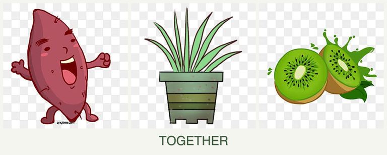 Can you plant sweet potatoes, lemongrass and kiwi together?