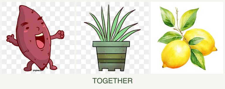 Can you plant sweet potatoes, lemongrass and lemons together?