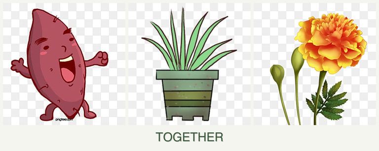 Can you plant sweet potatoes, lemongrass and marigolds together?