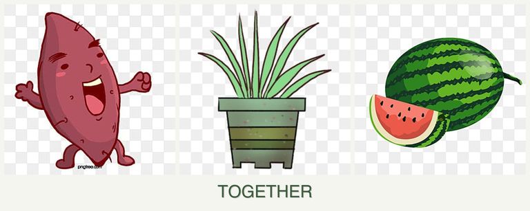 Can you plant sweet potatoes, lemongrass and melons together?