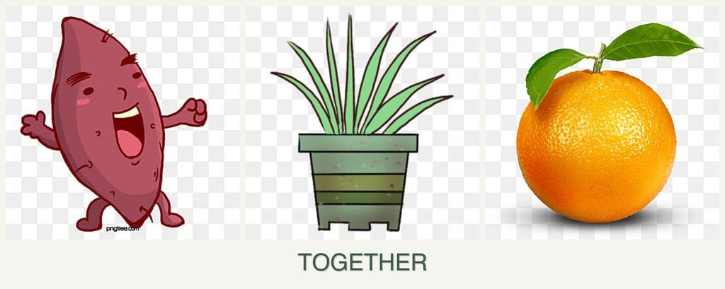 Can you plant sweet potatoes, lemongrass and oranges together?