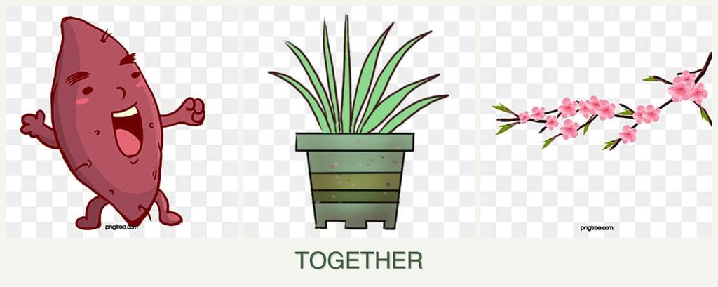 Can you plant sweet potatoes, lemongrass and peaches together?