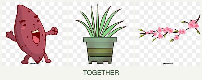 Can you plant sweet potatoes, lemongrass and peaches together?