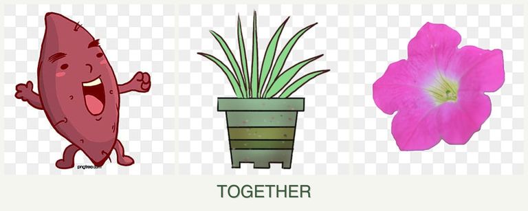 Can you plant sweet potatoes, lemongrass and petunias together?