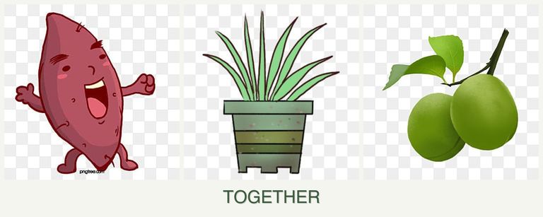 Can you plant sweet potatoes, lemongrass and plums together?