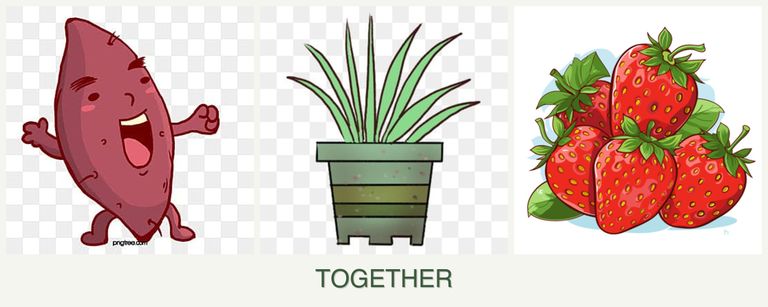 Can you plant sweet potatoes, lemongrass and strawberries together?