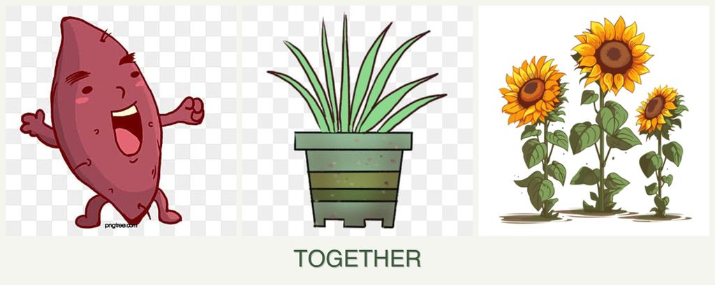 Can you plant sweet potatoes, lemongrass and sunflowers together?
