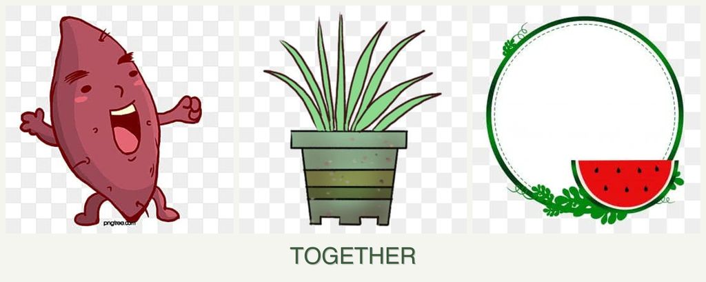 Can you plant sweet potatoes, lemongrass and watermelons together?