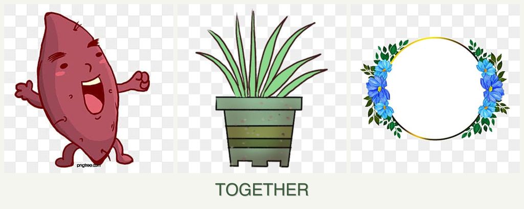 Can you plant sweet potatoes, lemongrass and zinnias together?