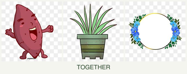 Can you plant sweet potatoes, lemongrass and zinnias together?