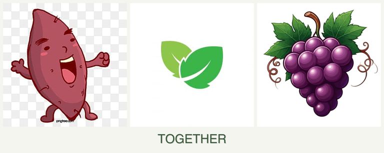 Can you plant sweet potatoes, mint and grapes together?