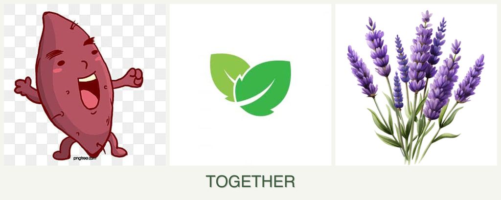 Can you plant sweet potatoes, mint and lavender together?