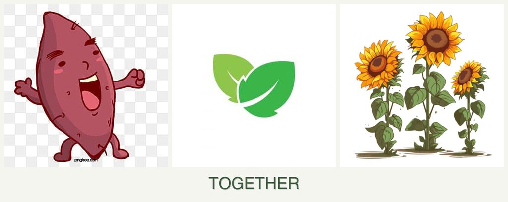 Can you plant sweet potatoes, mint and sunflowers together?