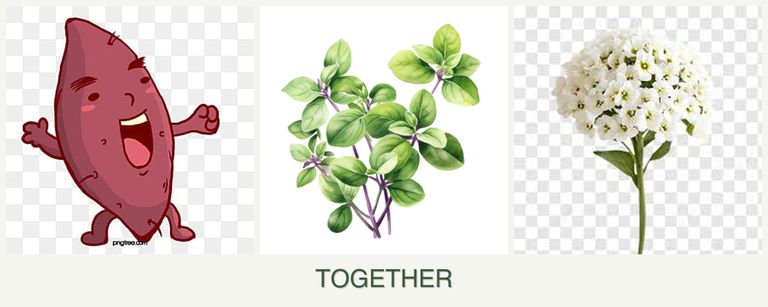 Can you plant sweet potatoes, oregano and alyssum together?