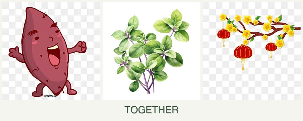 Can you plant sweet potatoes, oregano and apricots together?