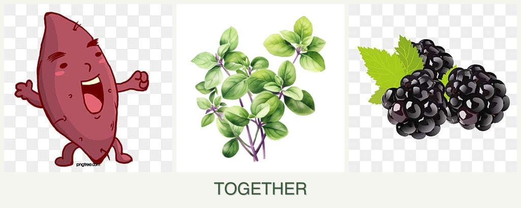 Can you plant sweet potatoes, oregano and blackberries together?