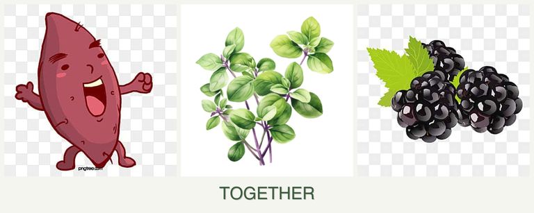 Can you plant sweet potatoes, oregano and blackberries together?