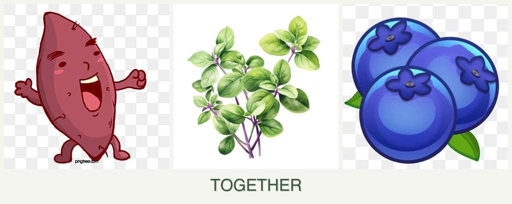 Can you plant sweet potatoes, oregano and blueberries together?