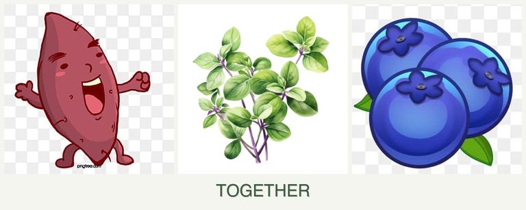 Can you plant sweet potatoes, oregano and blueberries together?
