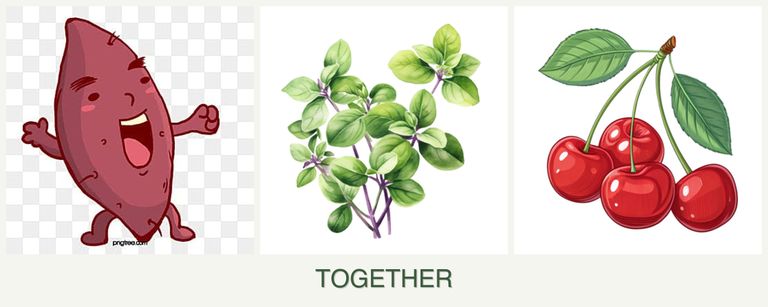 Can you plant sweet potatoes, oregano and cherries together?