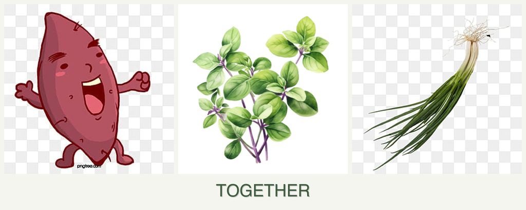 Can you plant sweet potatoes, oregano and chives together?