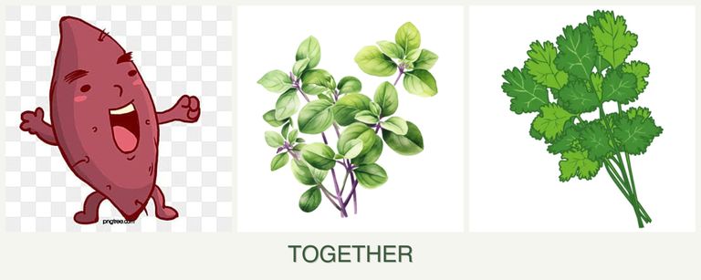 Can you plant sweet potatoes, oregano and cilantro together?