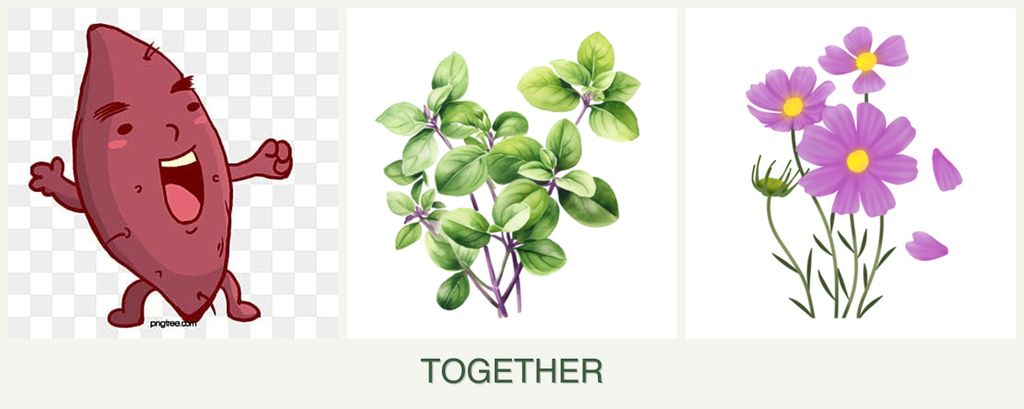 Can you plant sweet potatoes, oregano and cosmos together?