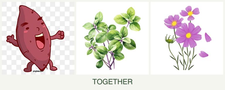 Can you plant sweet potatoes, oregano and cosmos together?